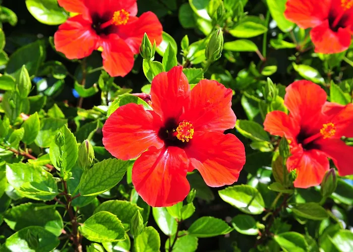 Argiro Village Afandu